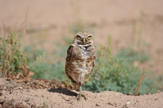 Burrowing Owl - Cute!