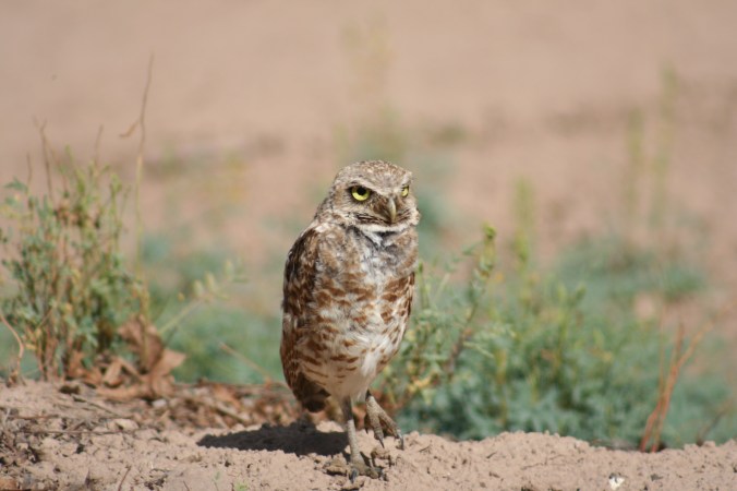 Noticed he switched feet.  Hot ground!